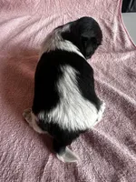Shyla, a female Shih Tzu for sale in Mayslick, KY – 6 of 9