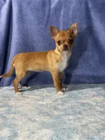 Caramel, a female Chihuahua for sale in Mayslick, KY – 3 of 10