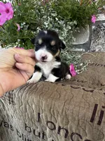 AKC Paisley, a female Pembroke Welsh Corgi for sale in Mayslick, KY – 6 of 7
