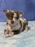 Cocoa, a female Chihuahua for sale in Mayslick, KY – 4 of 9
