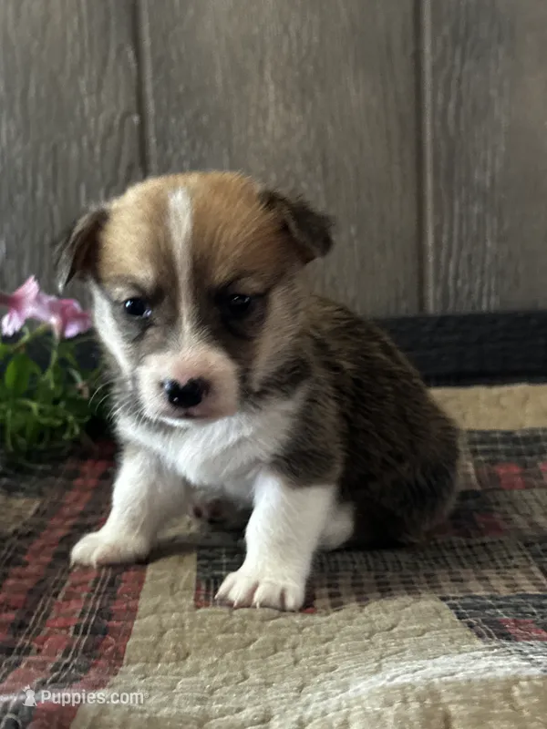 AKC Preston – Pembroke Welsh Corgi puppy for sale in Mayslick, KY
