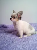 CKC Cloudy, a male Chihuahua for sale in Mayslick, KY – 4 of 6