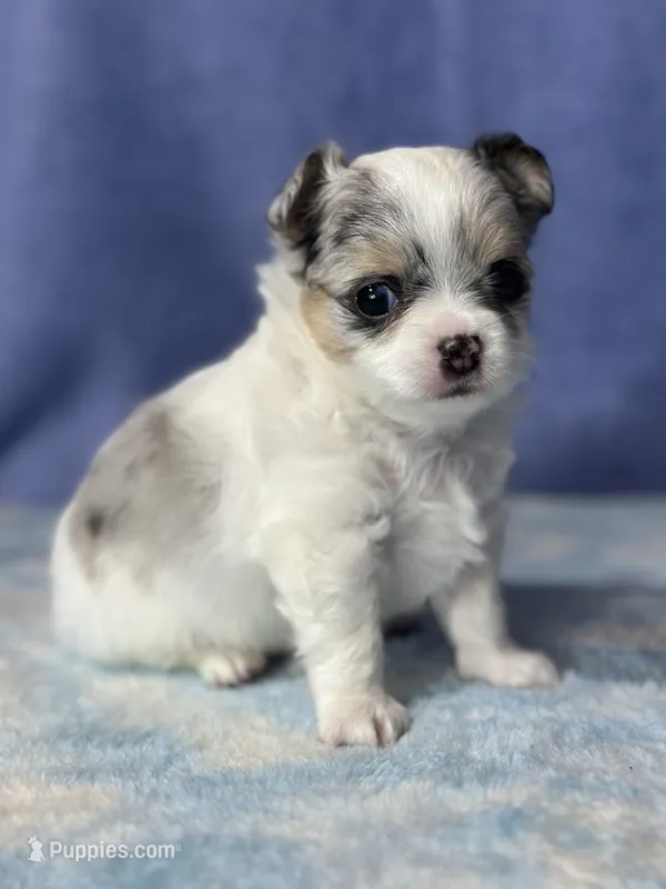 CKC Cloudy – Chihuahua puppy for sale in Mayslick, KY
