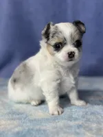 CKC Cloudy, a male Chihuahua for sale in Mayslick, KY – 1 of 10