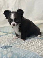 AKC Chenille, a female Chihuahua for sale in Mayslick, KY – 10 of 10