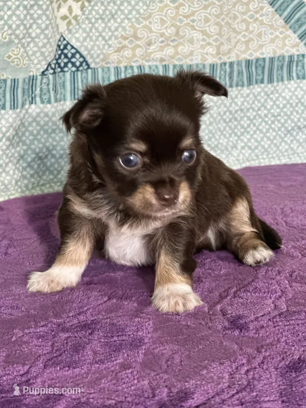 CKC Cleo – Chihuahua puppy for sale in Mayslick, KY