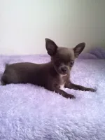 CKC Calypso, a female Chihuahua for sale in Mayslick, KY – 4 of 10