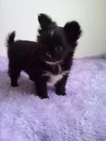 Cora, a female Chihuahua for sale in Mayslick, KY – 4 of 6