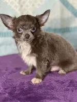 AKC Charlie, a male Chihuahua for sale in Mayslick, KY – 3 of 10
