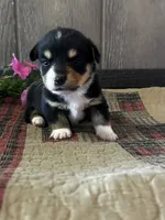 Paige, a female Pembroke Welsh Corgi for sale in Mayslick, KY – 3 of 8