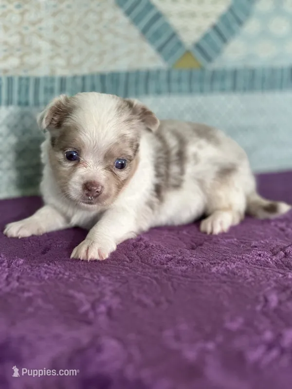 CKC Claudia – Chihuahua puppy for sale in Mayslick, KY