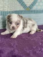 CKC Claudia, a female Chihuahua for sale in Mayslick, KY – 1 of 10