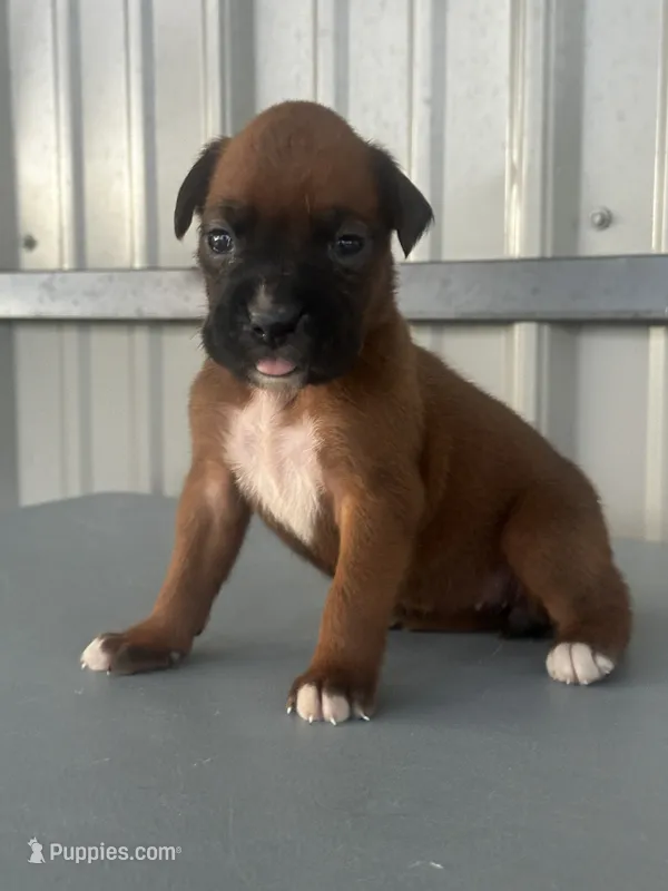 Bailey – Boxer puppy for sale in Mayslick, KY