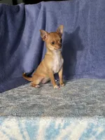 Caramel, a female Chihuahua for sale in Mayslick, KY – 4 of 10