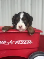 Bria, a female Miniature Bernedoodle for sale in Mayslick, KY – 3 of 10