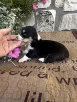 AKC Paisley, a female Pembroke Welsh Corgi for sale in Mayslick, KY – 4 of 7