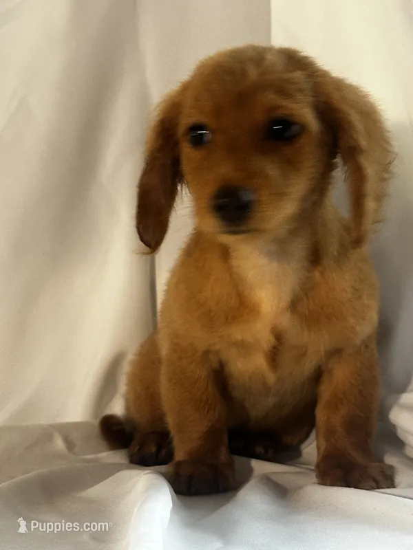 Duke – Miniature Dachshund puppy for sale in Mayslick, KY