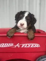 Bria, a female Miniature Bernedoodle for sale in Mayslick, KY – 2 of 10