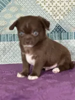Chuck, a male Chihuahua for sale in Mayslick, KY – 3 of 9