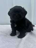 CKC Shay, a female Shih Tzu for sale in Mayslick, KY – 4 of 10
