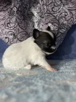 Chica, a female Chihuahua for sale in Mayslick, KY – 6 of 9