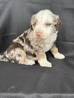 Boomer, a male Miniature Bernedoodle for sale in Mayslick, KY – 7 of 10
