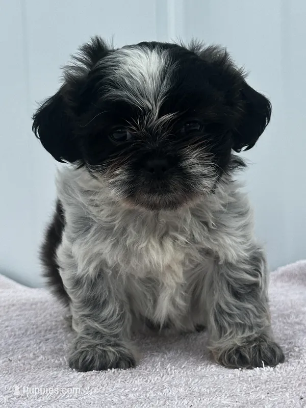 CKC Shadow – Shih Tzu puppy for sale in Mayslick, KY