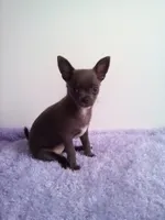 CKC Calypso, a female Chihuahua for sale in Mayslick, KY – 3 of 10