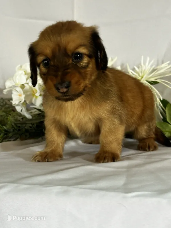 Dasher – Miniature Dachshund puppy for sale in Mayslick, KY