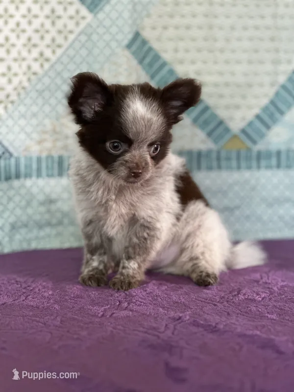 AKC Corbin – Chihuahua puppy for sale in Mayslick, KY