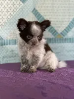 AKC Corbin, a male Chihuahua for sale in Mayslick, KY – 1 of 10