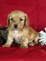 Duke, a male Miniature Dachshund for sale in Mayslick, KY – 3 of 8