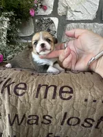 AKC Penelope, a female Pembroke Welsh Corgi for sale in Mayslick, KY – 3 of 7