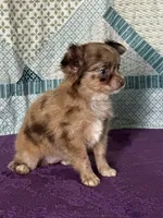 AKC Cassandra, a female Chihuahua for sale in Mayslick, KY – 6 of 10