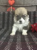 AKC Pongo, a female Pembroke Welsh Corgi for sale in Mayslick, KY – Photo 3 of 8