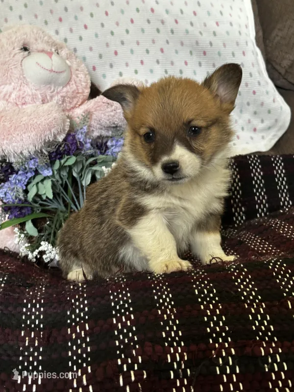 AKC Pongo – Pembroke Welsh Corgi puppy for sale in Mayslick, KY