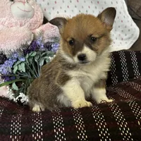 AKC Pongo, a female Pembroke Welsh Corgi for sale in Mayslick, KY – Photo 1 of 10