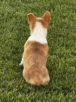 AKC Pongo, a female Pembroke Welsh Corgi for sale in Mayslick, KY – 5 of 10