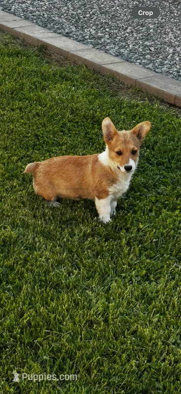 AKC Pongo – Pembroke Welsh Corgi puppy for sale in Mayslick, KY