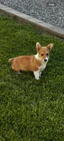 AKC Pongo, a female Pembroke Welsh Corgi for sale in Mayslick, KY – 2 of 10