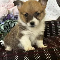 AKC Pongo, a female Pembroke Welsh Corgi for sale in Mayslick, KY – Photo 2 of 10