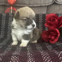 AKC Pongo, a female Pembroke Welsh Corgi for sale in Mayslick, KY – Photo 9 of 10