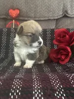 AKC Pongo, a female Pembroke Welsh Corgi for sale in Mayslick, KY – Photo 6 of 8