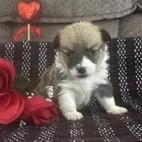 AKC Pongo, a female Pembroke Welsh Corgi for sale in Mayslick, KY – Photo 7 of 10