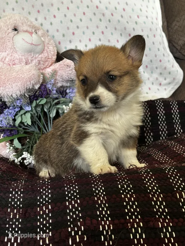 AKC Pongo – Pembroke Welsh Corgi puppy for sale in Mayslick, KY