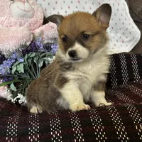 AKC Pongo, a female Pembroke Welsh Corgi for sale in Mayslick, KY – Photo 5 of 10
