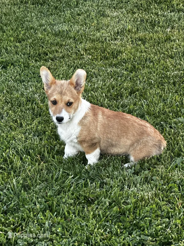 AKC Pongo – Pembroke Welsh Corgi puppy for sale in Mayslick, KY