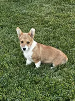 AKC Pongo, a female Pembroke Welsh Corgi for sale in Mayslick, KY – 4 of 10