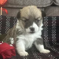 AKC Pongo, a female Pembroke Welsh Corgi for sale in Mayslick, KY – Photo 10 of 10