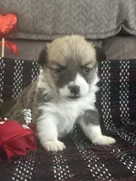 AKC Pongo, a female Pembroke Welsh Corgi for sale in Mayslick, KY – Photo 8 of 8